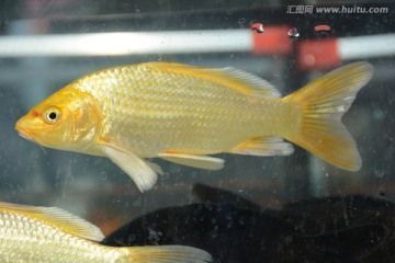 金龍魚底色什么時候能看出來的，
