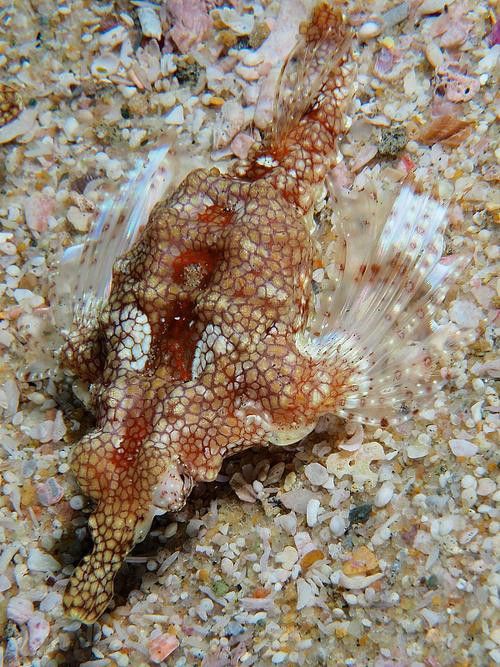 海里小龍魚圖片