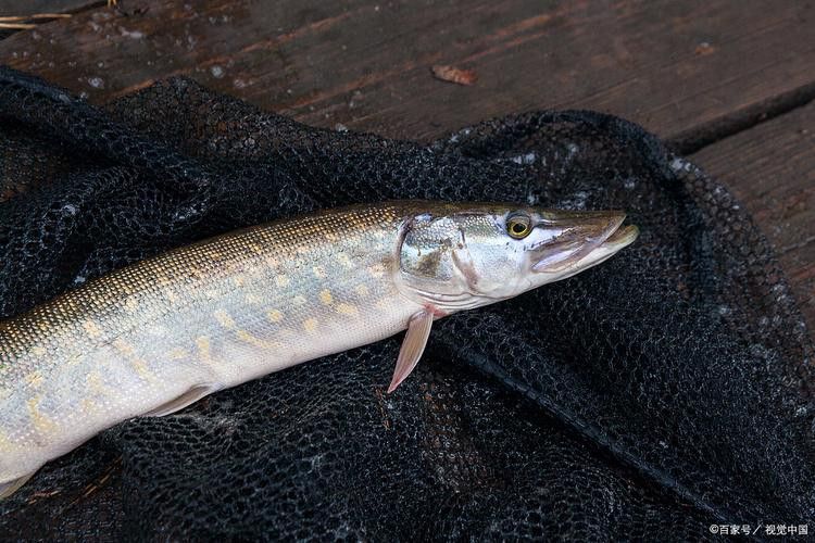 海里小龍魚圖片