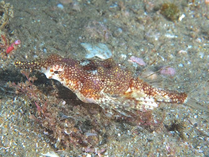 海里小龍魚圖片