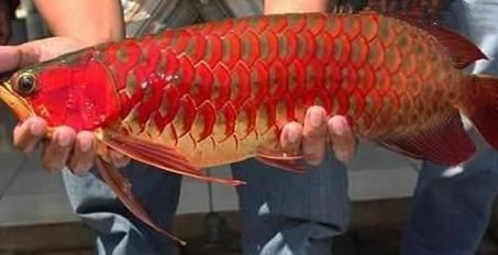 紅龍魚品牌排行榜（知名紅龍魚品牌有哪些）