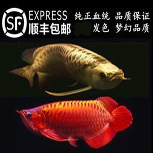 紅龍魚品牌排行榜（知名紅龍魚品牌有哪些）