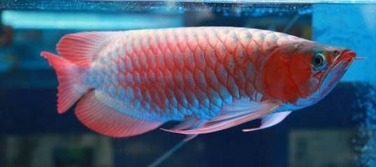 紅龍魚品牌排行榜（知名紅龍魚品牌有哪些）