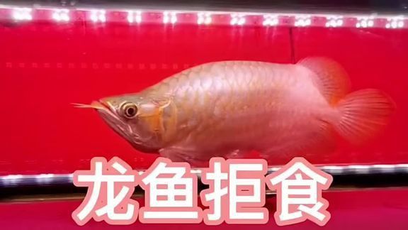 新加坡紅龍魚圖片欣賞視頻大全