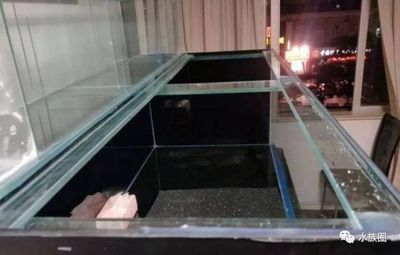 龍魚缸搭配什么魚最好養：如何判斷龍魚與新魚兼容性，龍魚缸水質管理技巧 龍魚缸搭配什么魚最好養：如何判斷龍魚與新魚兼容性，龍魚缸水質管理技巧 龍魚百科 第3張