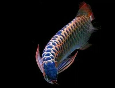 防止龍魚打架的四個小妙招，解決龍魚打架的四個小妙招：如何防止龍魚打架？