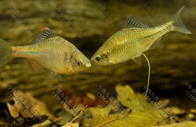 小型魚批發：根據搜索結果