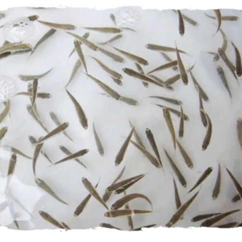 龍魚藍(lán)底還是金底好看圖片