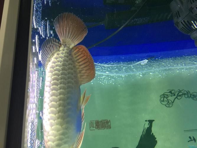 龍魚藍(lán)底還是金底好看圖片