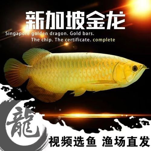 龍魚藍(lán)底還是金底好看圖片