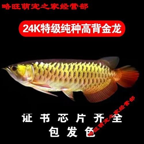 龍魚藍(lán)底還是金底好看圖片