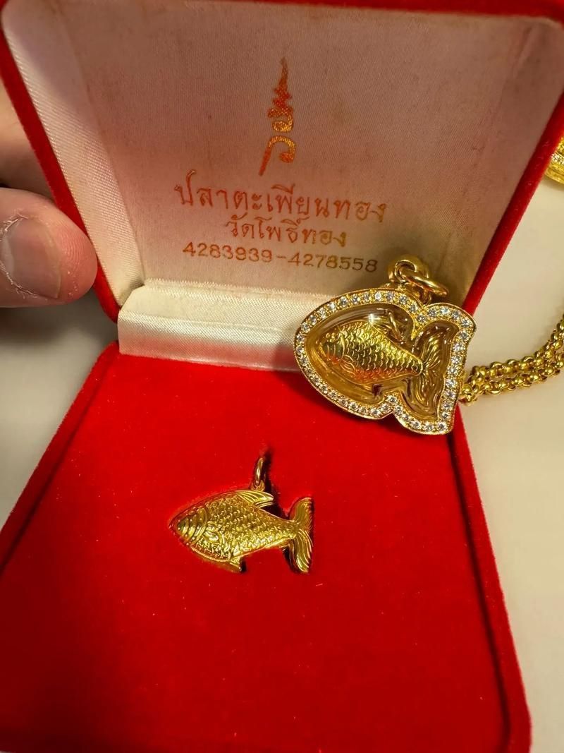 金福魚圖片