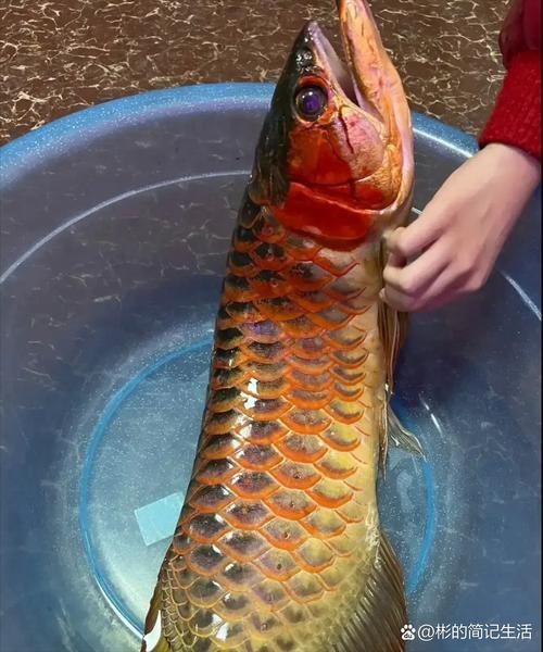 金福魚圖片