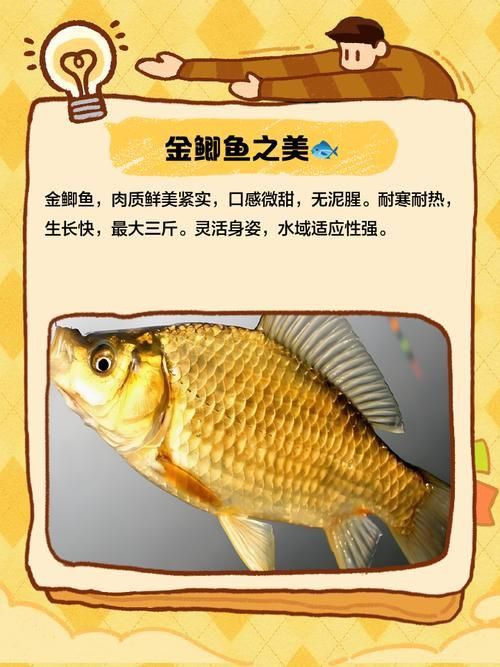 金福魚圖片