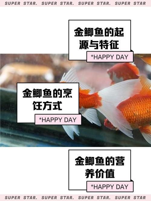 金福魚圖片