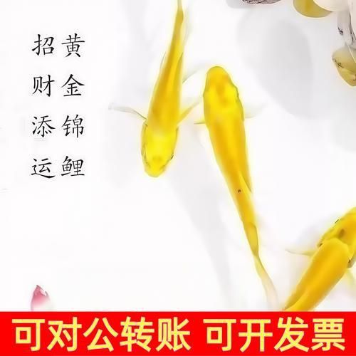 金福魚圖片