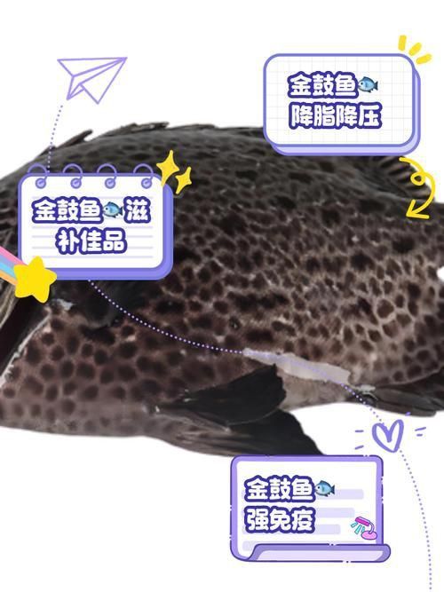 金福魚圖片