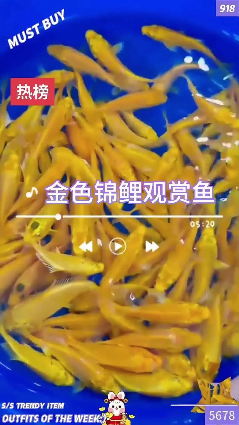 金福魚圖片