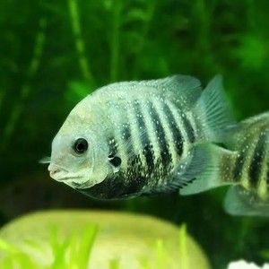 龍魚價格最貴的品種，最貴的龍魚品種有哪些？