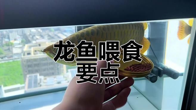 龍魚應該怎么喂