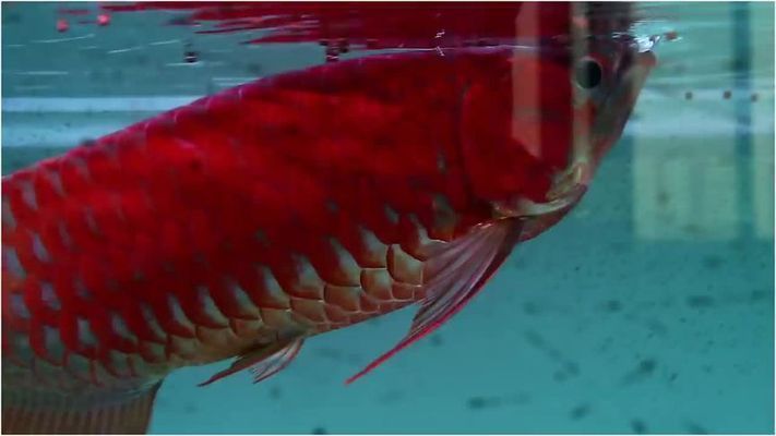紅龍魚的體型還會變化嗎為什么不生小魚（如何提高紅龍魚的繁殖成功率）