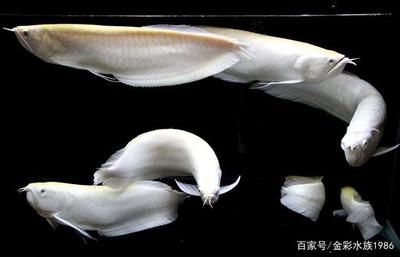 白色的龍魚(yú)長(zhǎng)什么樣子（-白金龍魚(yú)的特征）