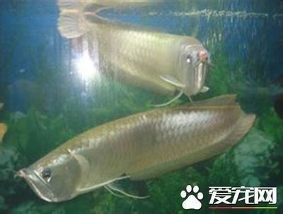 龍魚的選擇與鑒賞方法（如何挑選龍魚）