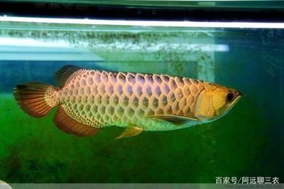 龍魚的養殖方法和注意事項有哪些：養殖龍魚的注意事項