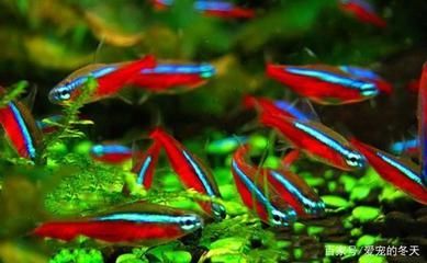 龍魚和什么魚混養(yǎng)比較合適：與龍魚混養(yǎng)的幾種魚類