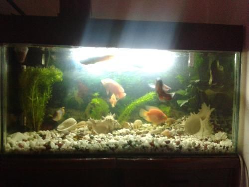 銀龍魚缸需要養清道夫嗎（銀龍魚缸是否需要養清道夫）