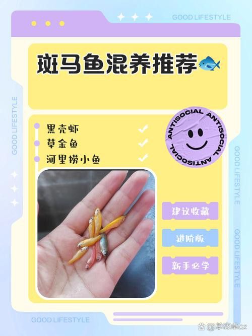 斑馬鴨嘴和龍魚混養(yǎng)嗎圖片