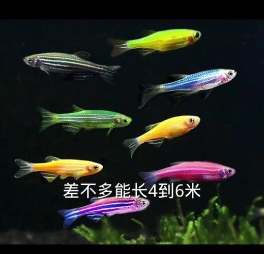斑馬鴨嘴和龍魚混養(yǎng)嗎圖片