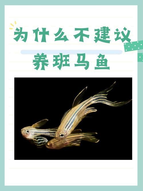 斑馬鴨嘴和龍魚混養(yǎng)嗎圖片