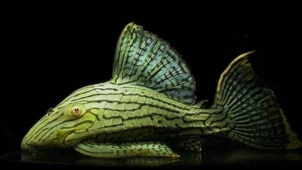 斑馬鴨嘴和龍魚混養(yǎng)嗎圖片