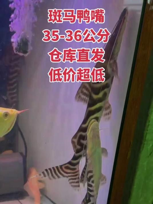 斑馬鴨嘴和龍魚混養(yǎng)嗎圖片