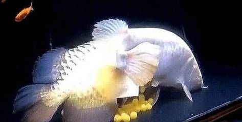 金龍魚母的漂亮還是公魚漂亮：金龍魚母和公的區別