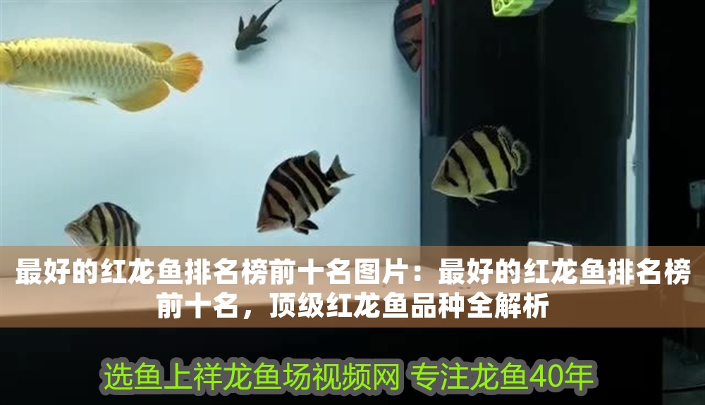 最好的紅龍魚排名榜前十名圖片：最好的紅龍魚排名榜前十名，頂級紅龍魚品種全解析