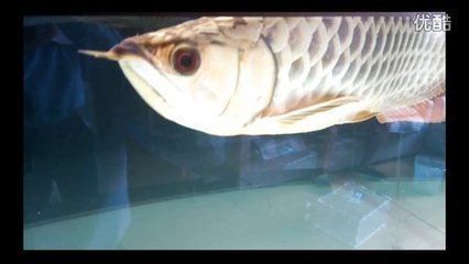 金龍魚頭上起包