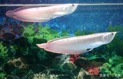 養銀龍魚水溫多少度為好養：養銀龍魚水溫多少度為好