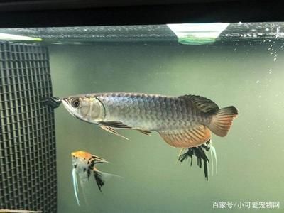 養銀龍魚水溫多少度為好養：養銀龍魚水溫多少度為好