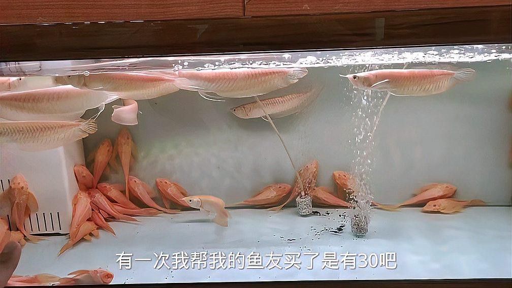如何選擇適合混養的銀龍魚品種？