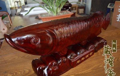 養紅龍魚放沉木的作用：養紅龍魚放沉木有什么作用？