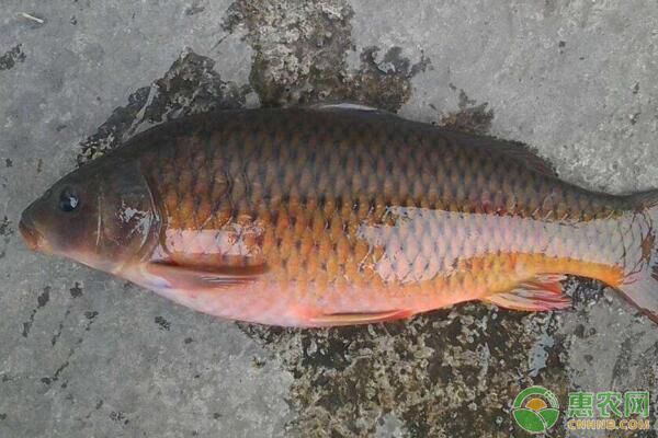 龍鳳鯉魚常見疾病及防治方法：龍鳳鯉魚常見疾病及其防治