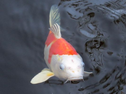 申古銀版魚混養水質管理技巧：申古銀版魚混養注意事項和水質管理技巧