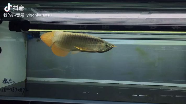 火焰尾的龍魚好嗎能養(yǎng)嗎（火焰尾龍魚最佳飼養(yǎng)溫度，如何改善火焰尾龍魚水質(zhì)）