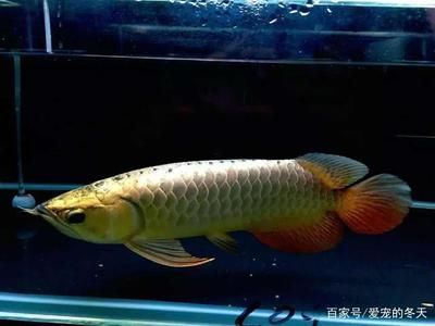龍魚飼養對水溫有一定的要求，合適的水溫有助于龍魚健康成長：龍魚的最佳水溫介紹