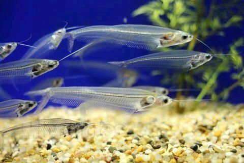 龍魚寄生蟲怎么治療方法：如何治療龍魚寄生蟲