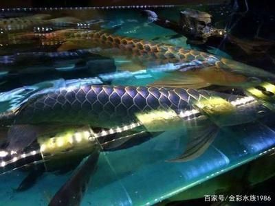龍魚(yú)跟龍魚(yú)打架怎么辦，如何判斷龍魚(yú)打架的嚴(yán)重程度