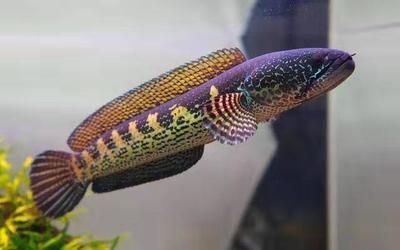 雷龍魚飼料魚能吃嗎：如何挑選高質(zhì)量雷龍魚飼料魚的營養(yǎng)價值