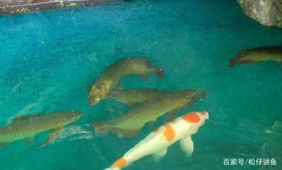 龍魚吃錦鯉視頻教程：龍魚與錦鯉混養(yǎng)的成功案例